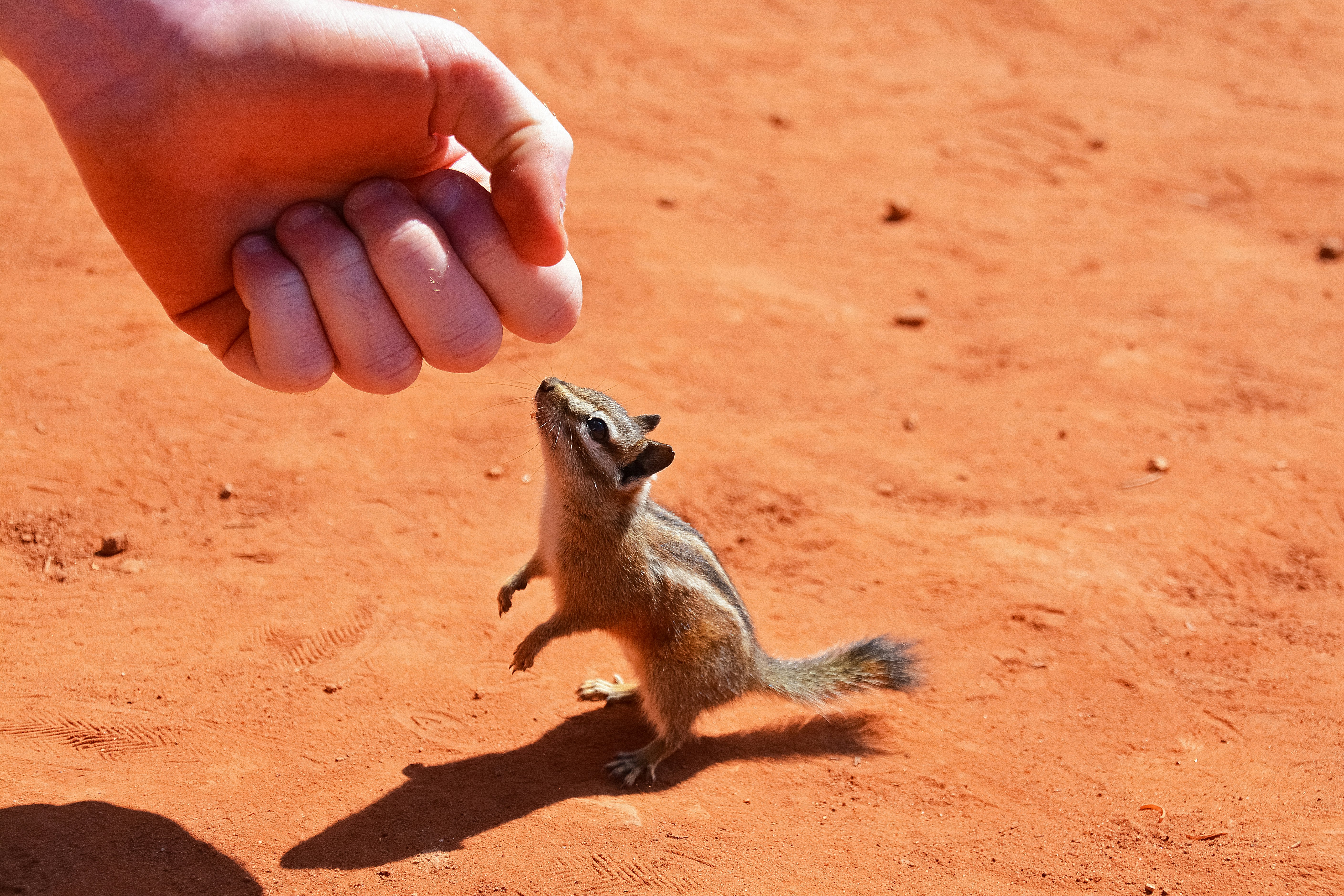 person holding brown squirrel on brown sand during daytime